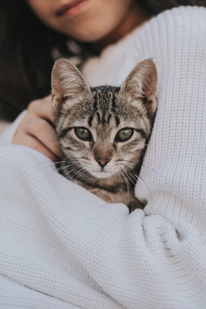 pexels-photo-25682469 A woman gently cradles a cute tabby kitten wrapped in a cozy white sweater.