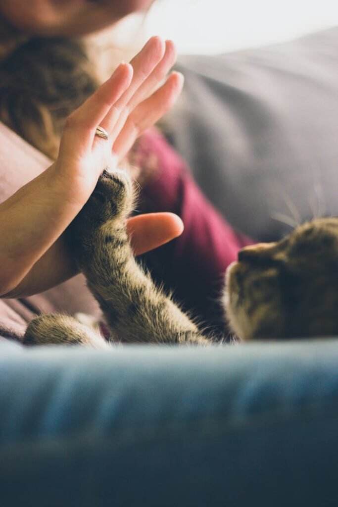 pexels-photo-38867 A playful moment between a cat and person, showcasing affection and bonding through a high five.