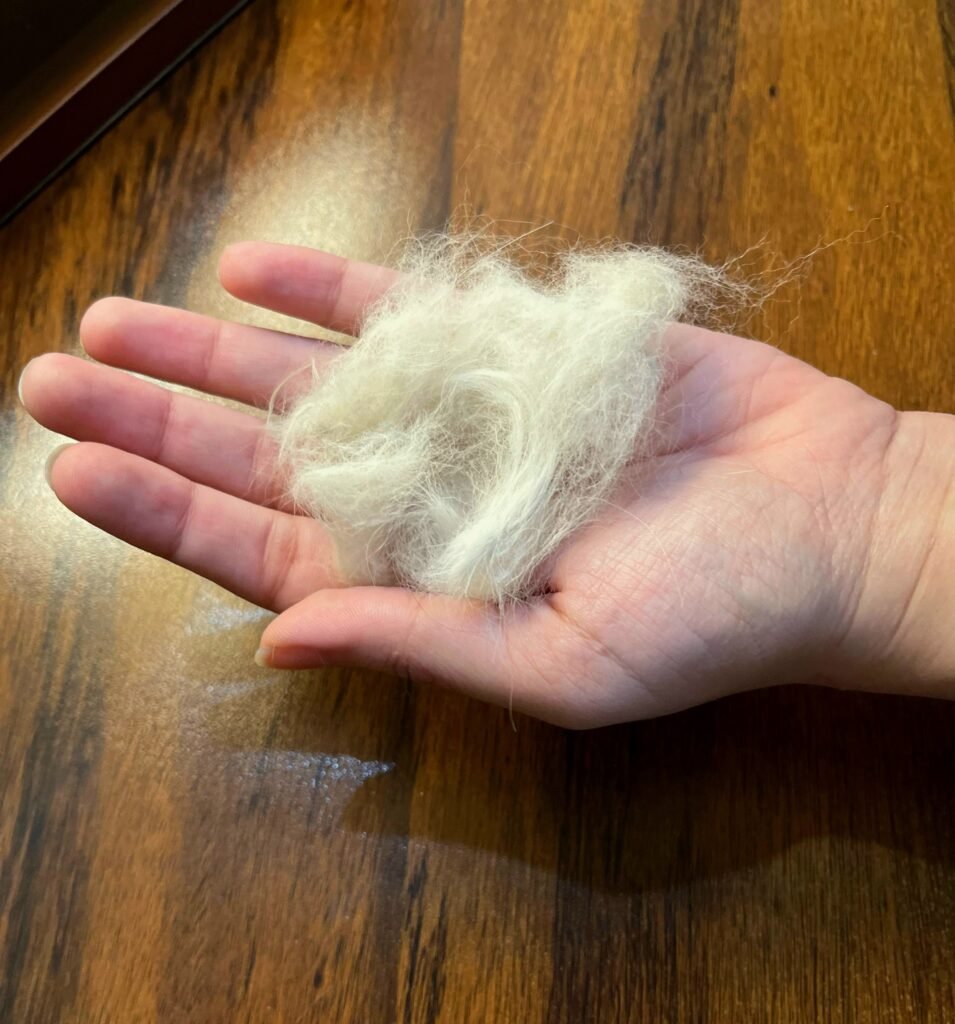 IMG-20250307-WA0015 cat shedding, cat hair loss