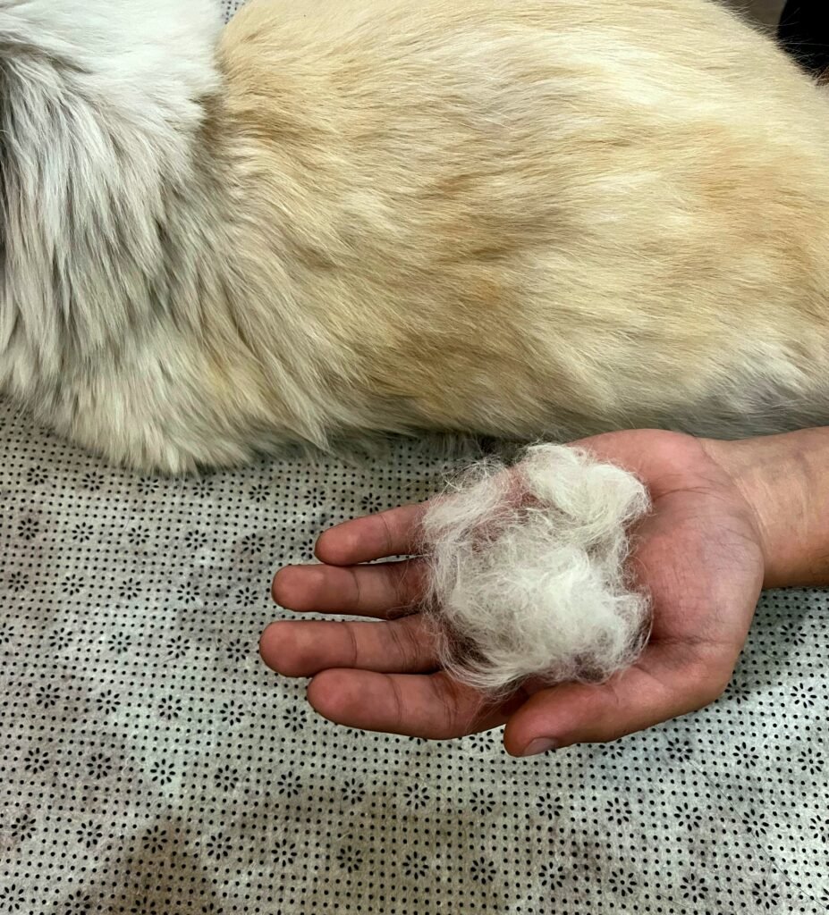 IMG-20250307-WA0019 Cat fur in hand, cat hair loss