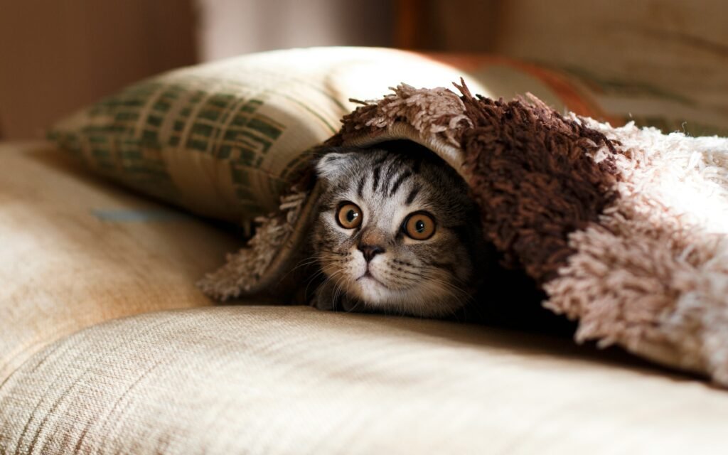 mikhail-vasilyev-NodtnCsLdTE-unsplash cute cat sneaking under rug